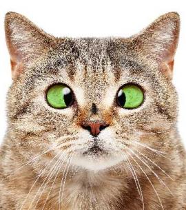 When Something Is Wrong With Your Pet - Look At CBD Tinctures From CBDyno.com and The Platinum Pet Formula